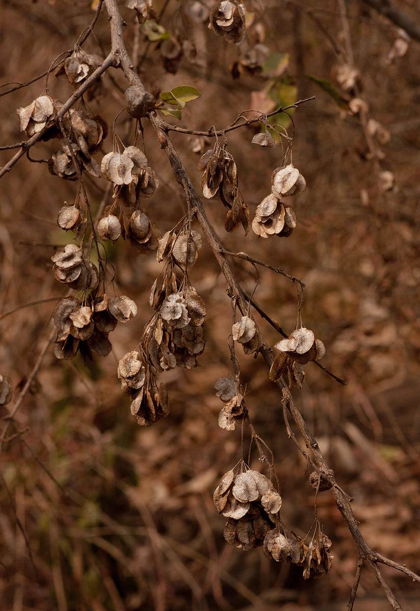 Pteleopsis myrtifolia
