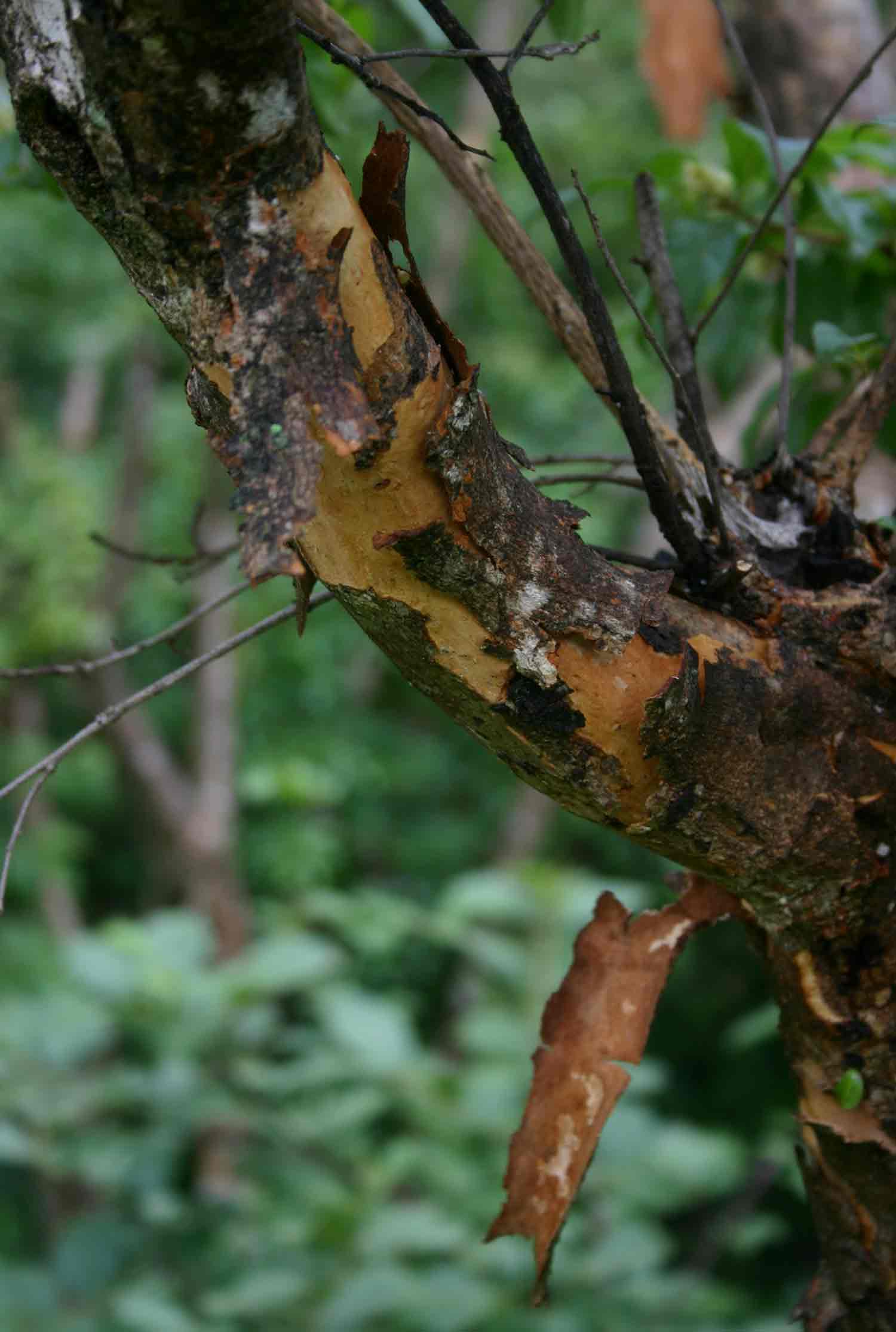 Heteropyxis dehniae Heteropyxis dehniae