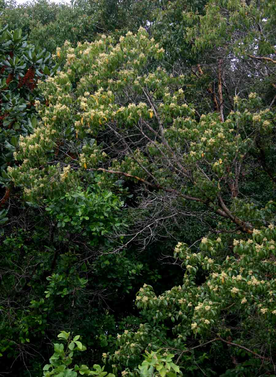 Heteropyxis dehniae Heteropyxis dehniae