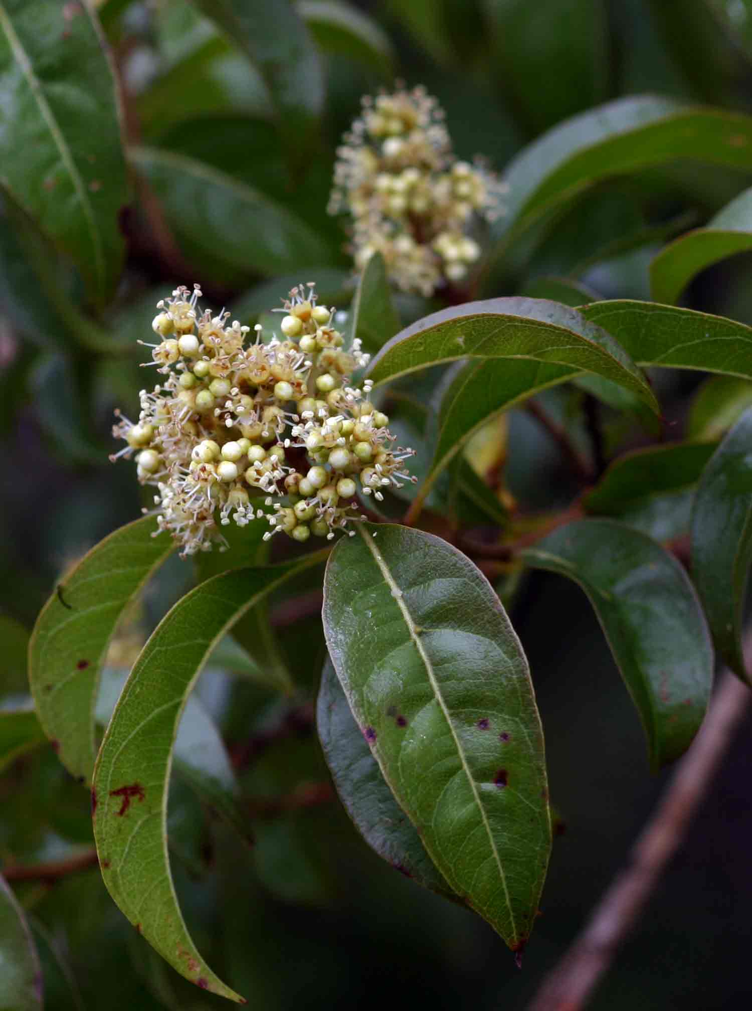 Heteropyxis dehniae Heteropyxis dehniae