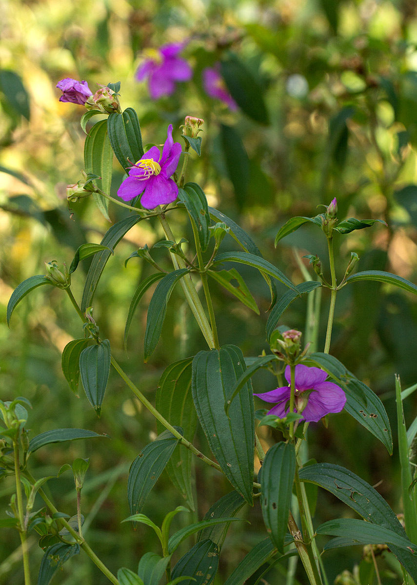 Melastomastrum segregatum