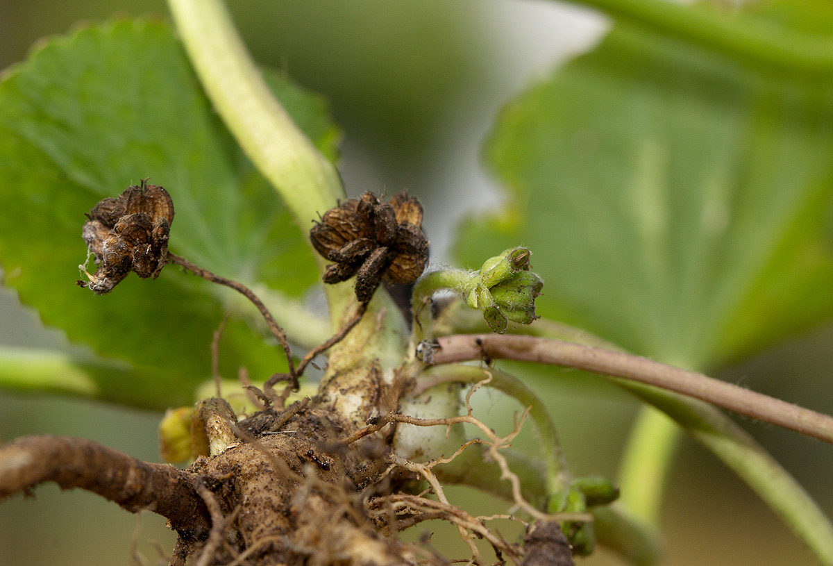 Centella asiatica