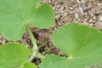 Centella asiatica