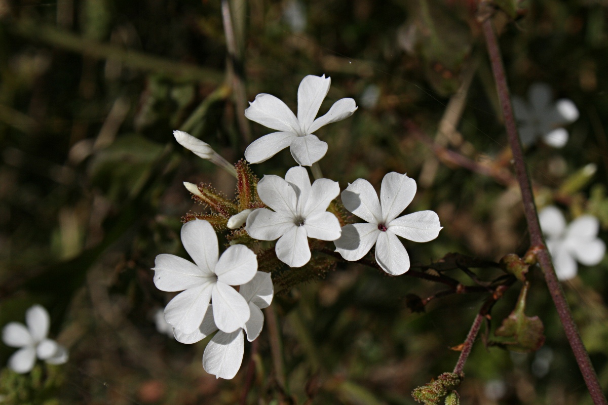 Plumbago zeylanica