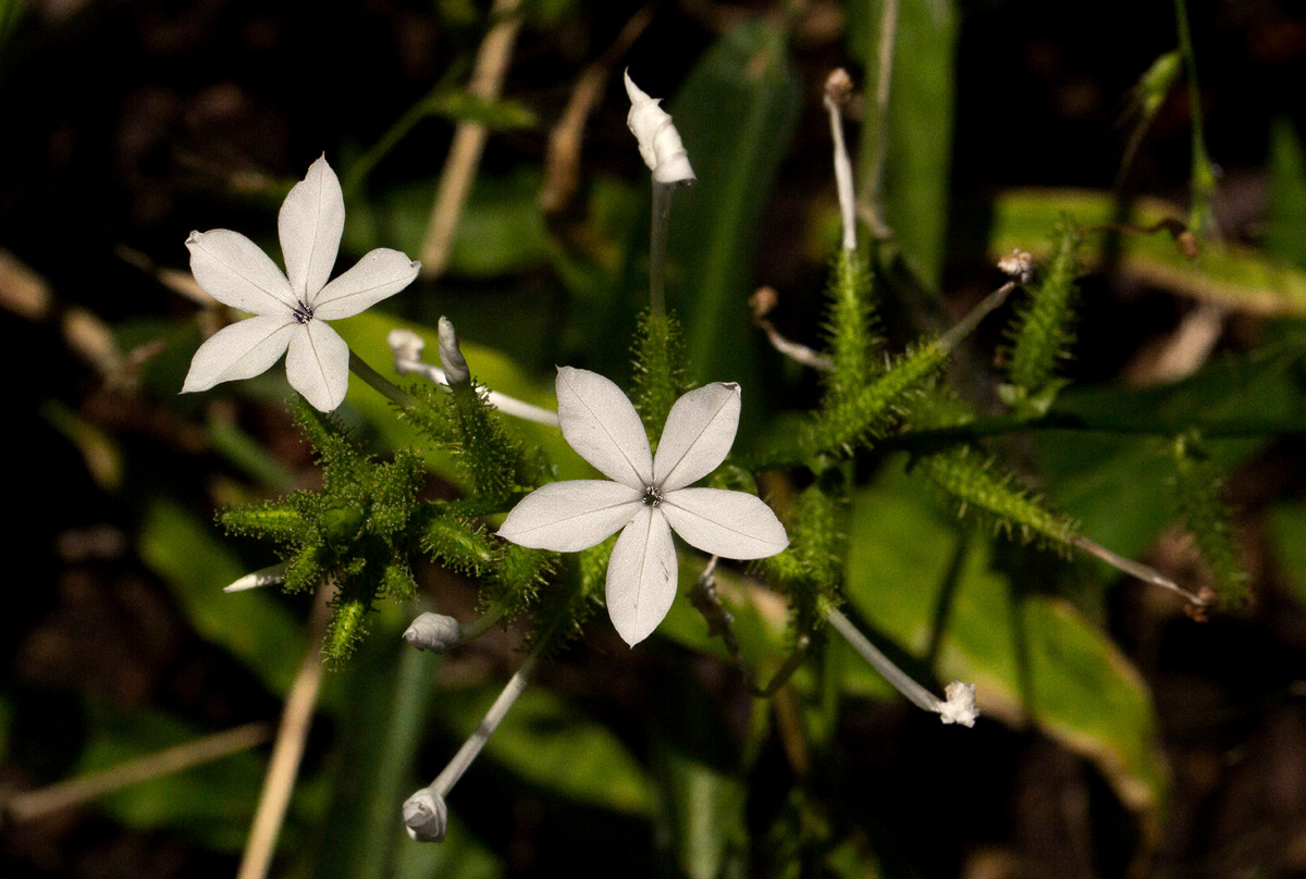 Plumbago zeylanica