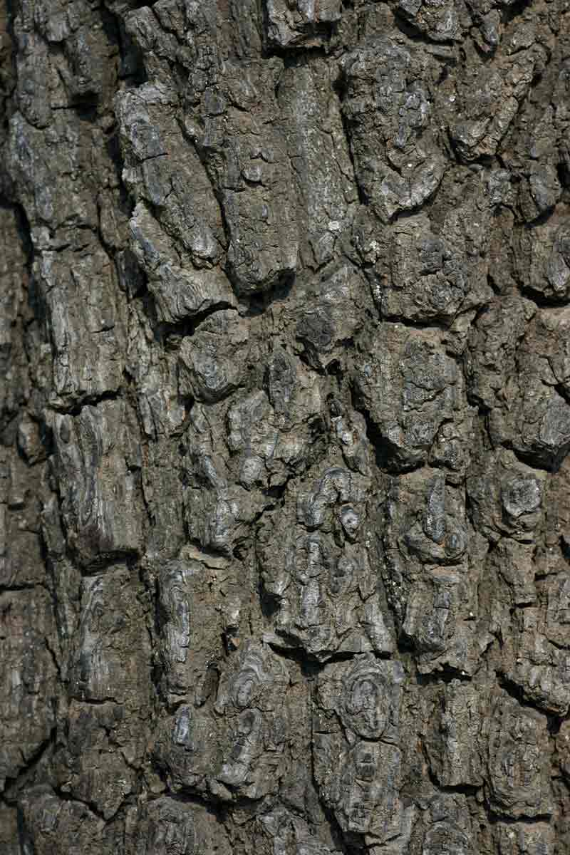 Diospyros batocana