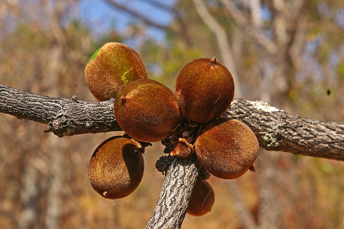 Diospyros batocana