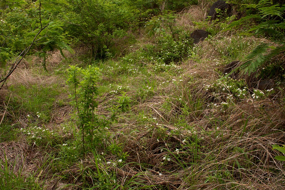 Jasminum stenolobum