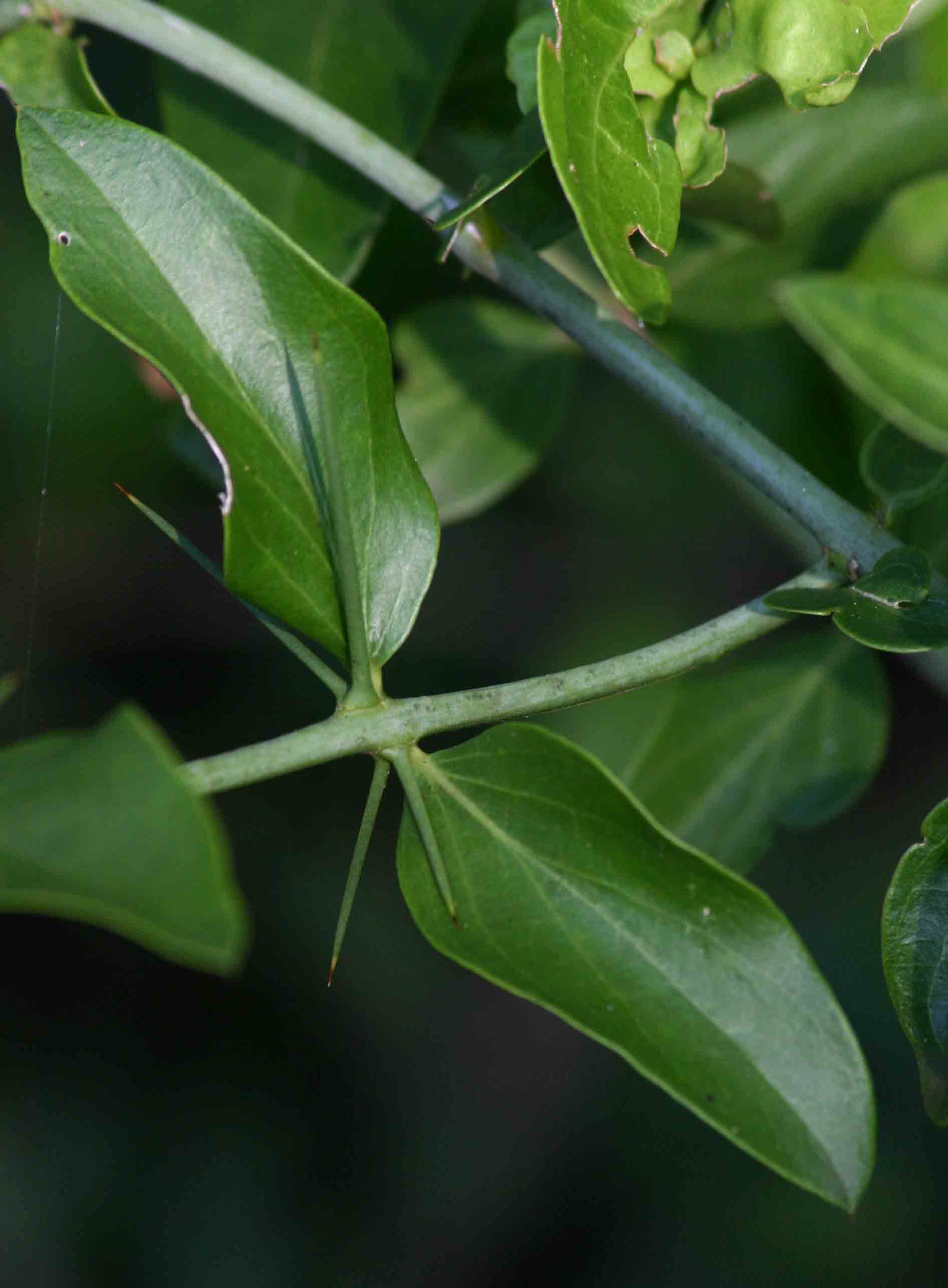 Azima tetracantha
