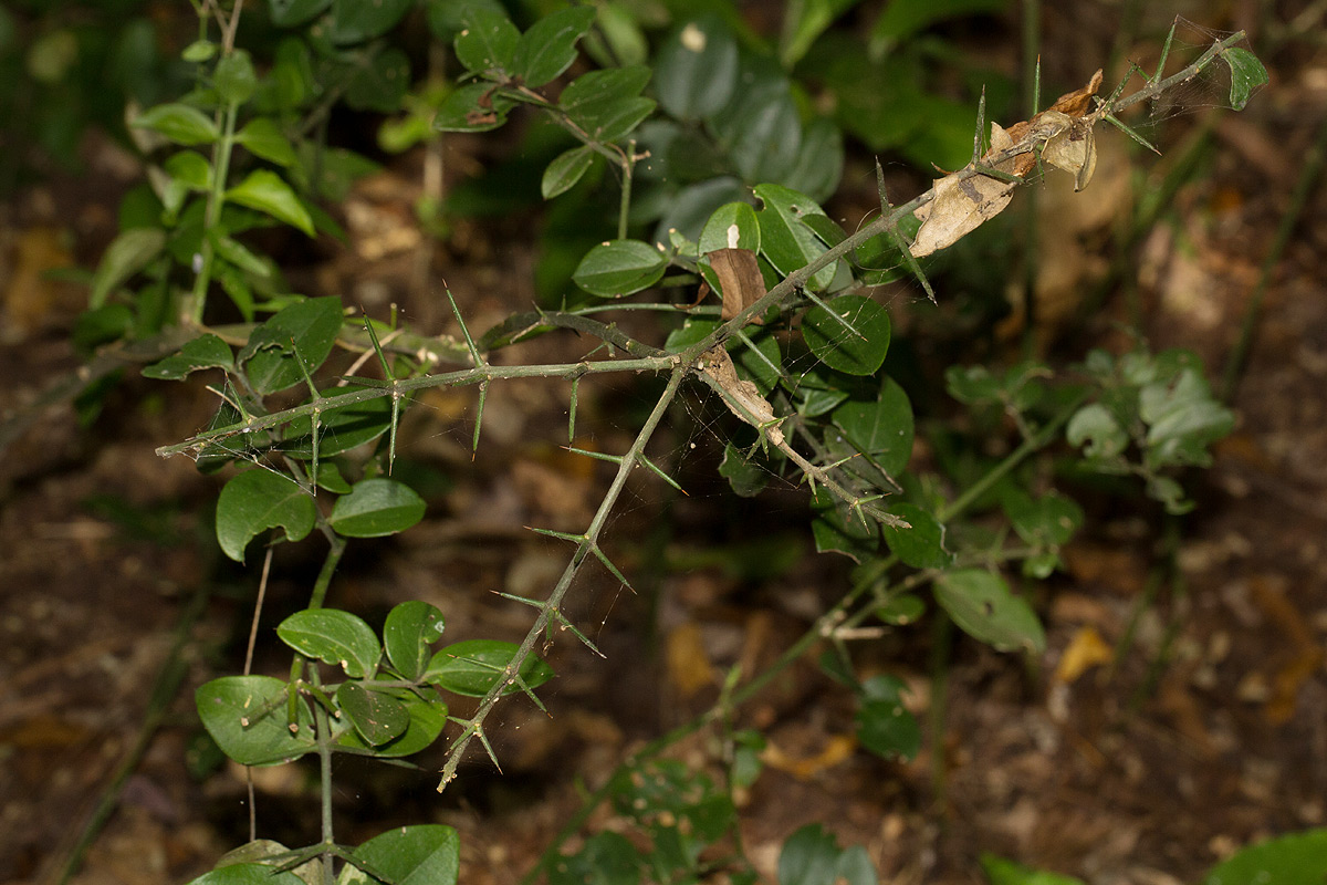 Azima tetracantha