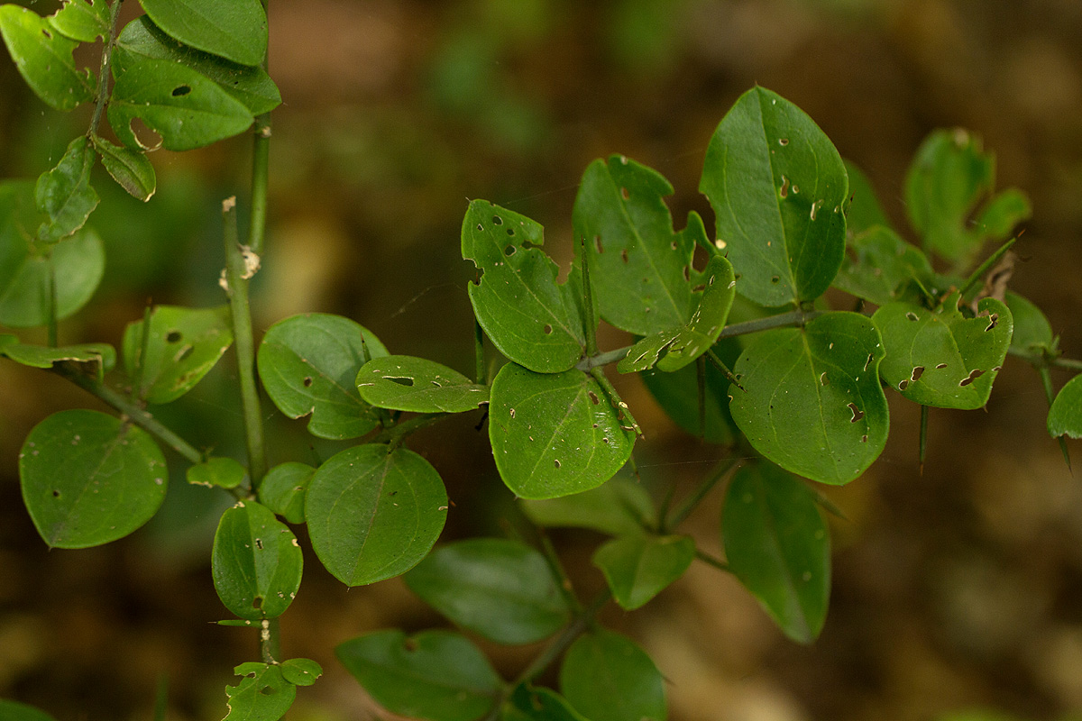 Azima tetracantha
