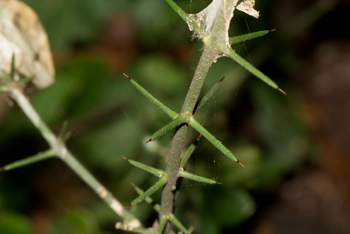 Azima tetracantha