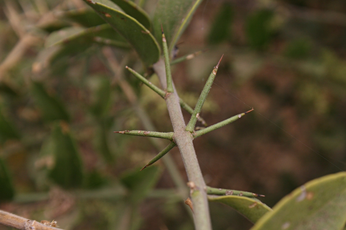 Azima tetracantha