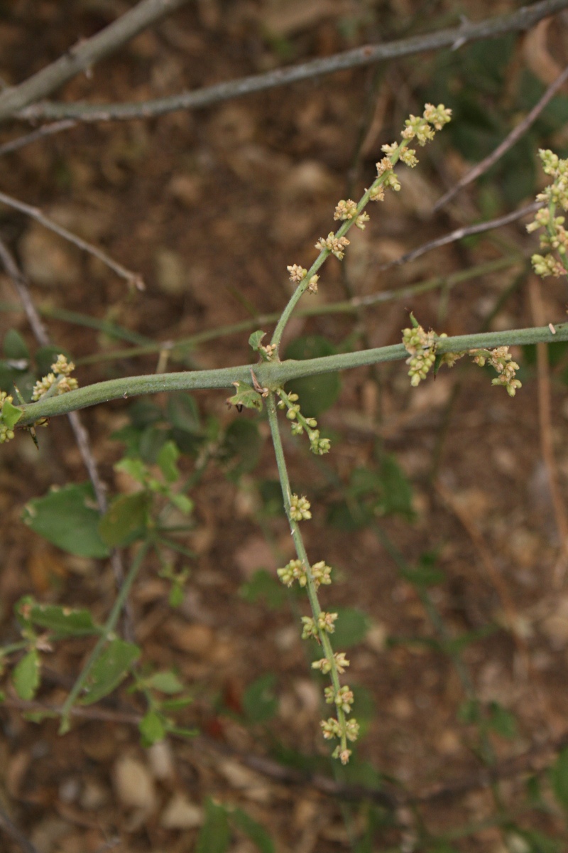 Azima tetracantha
