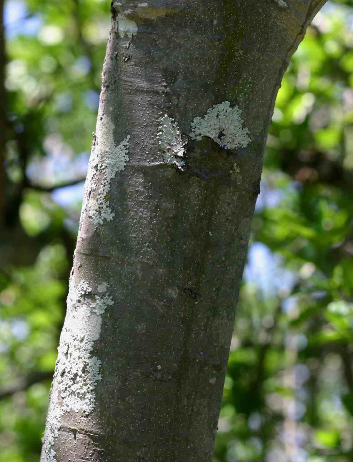 Strychnos madagascariensis