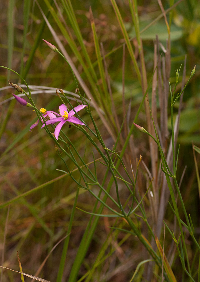Chironia palustris subsp. transvaalensis