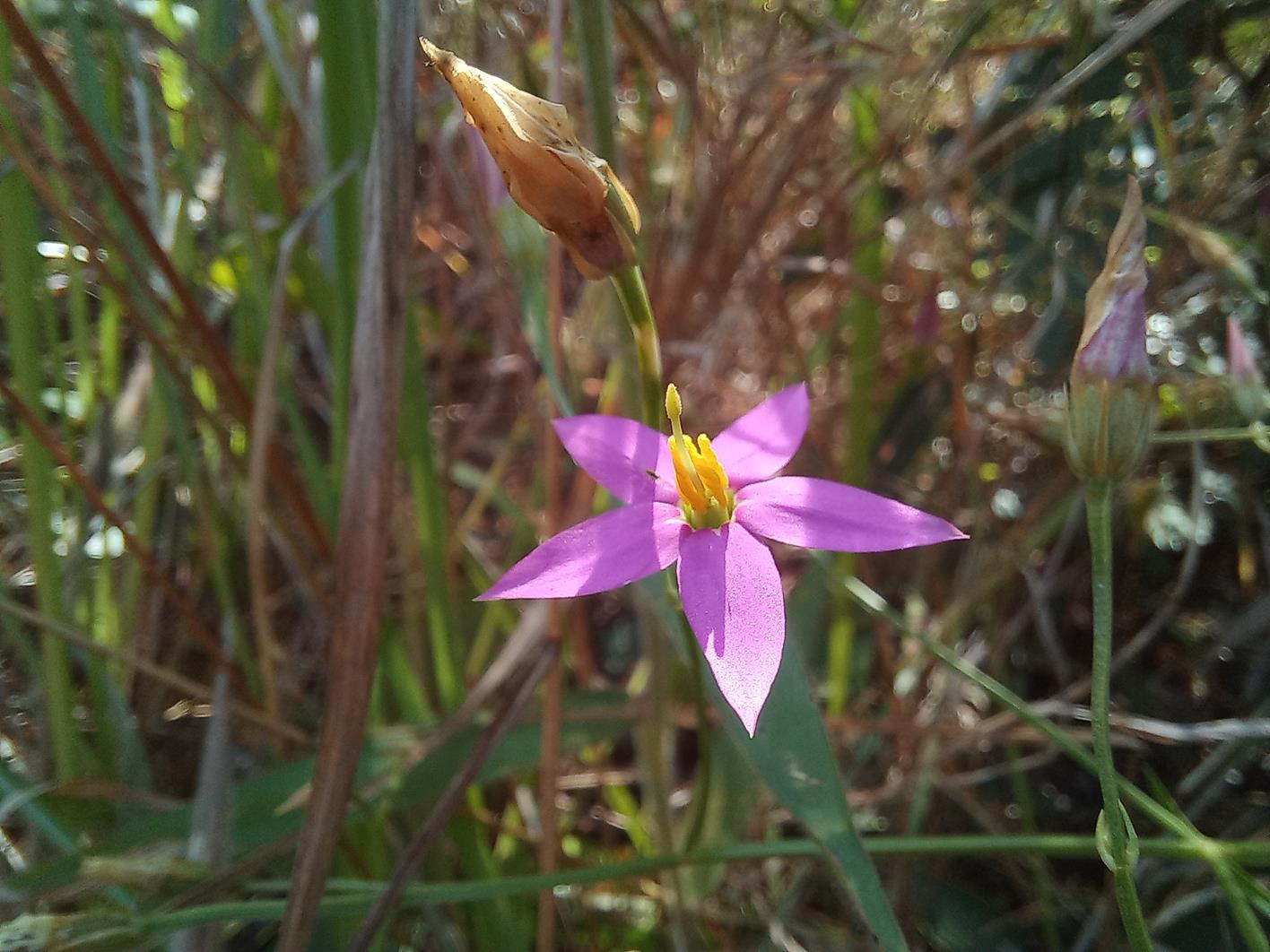 Chironia palustris subsp. transvaalensis