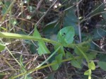 Chironia palustris subsp. transvaalensis