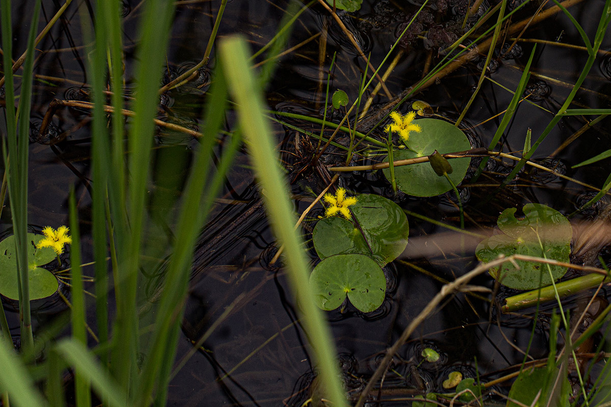 Nymphoides thunbergiana