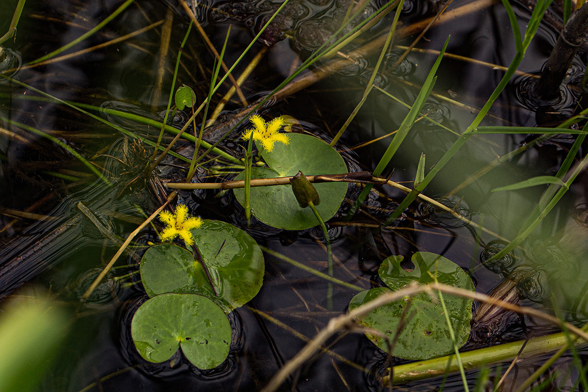 Nymphoides thunbergiana