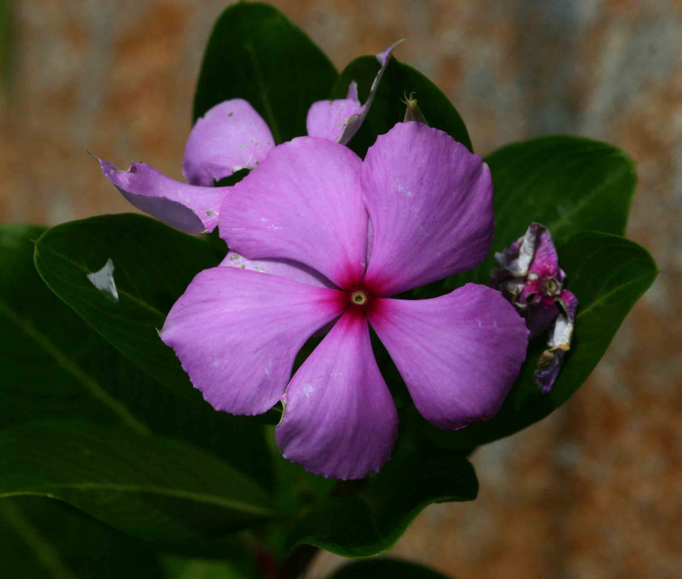 Catharanthus roseus