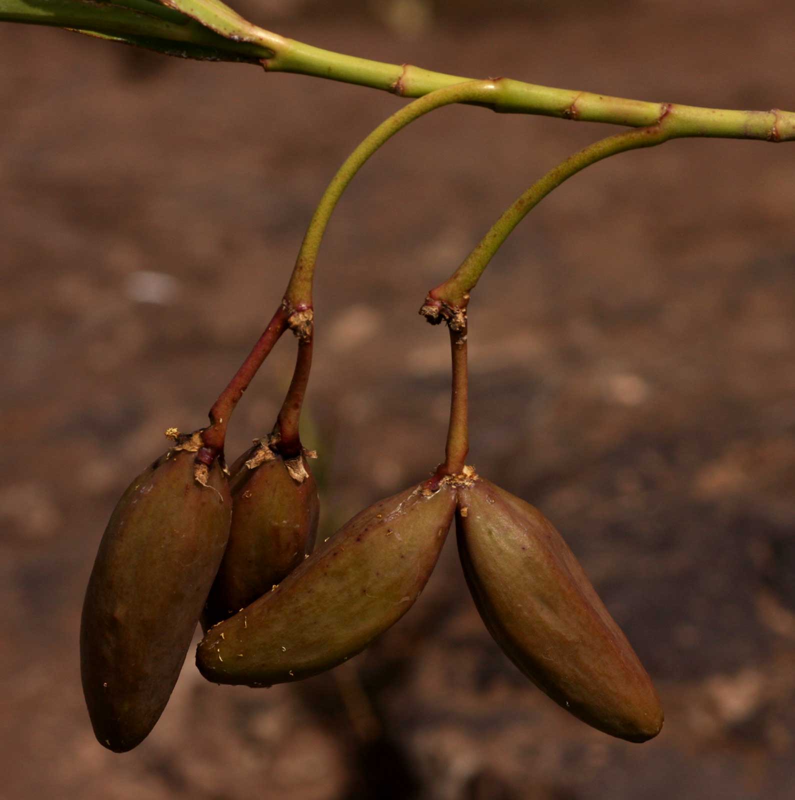 Kanahia laniflora