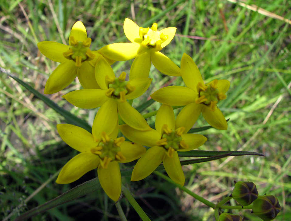 Stathmostelma fornicatum subsp. fornicatum