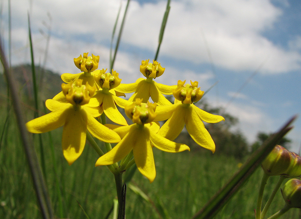 Stathmostelma fornicatum subsp. fornicatum
