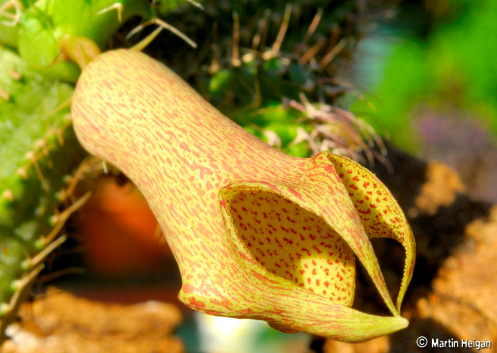 Tavaresia barklyi