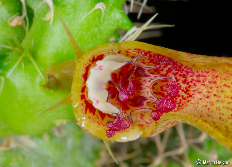 Tavaresia barklyi