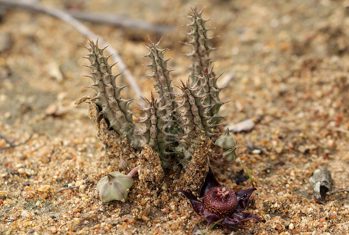 Duvalia polita var. polita