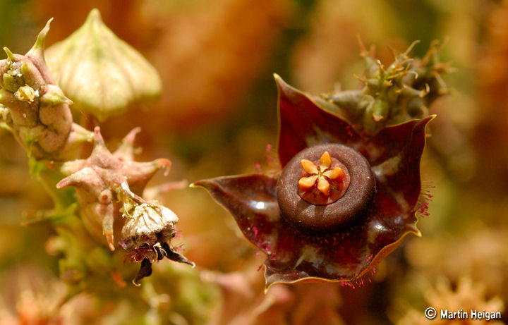 Duvalia polita var. polita
