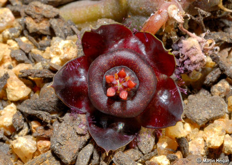 Duvalia polita var. polita