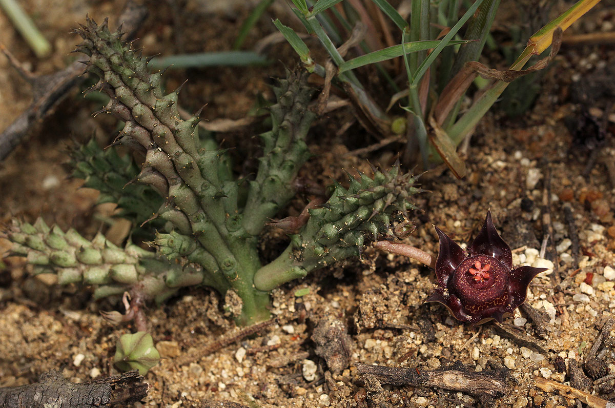 Duvalia polita var. polita