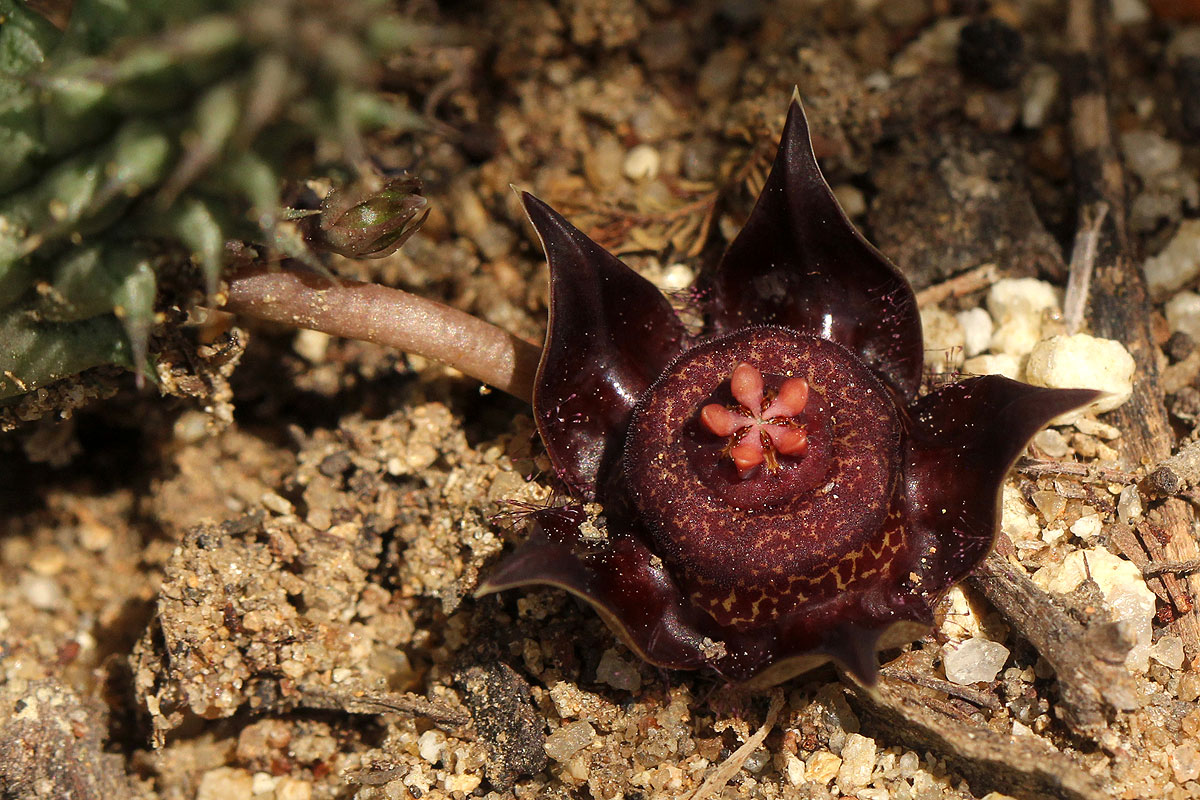 Duvalia polita var. polita