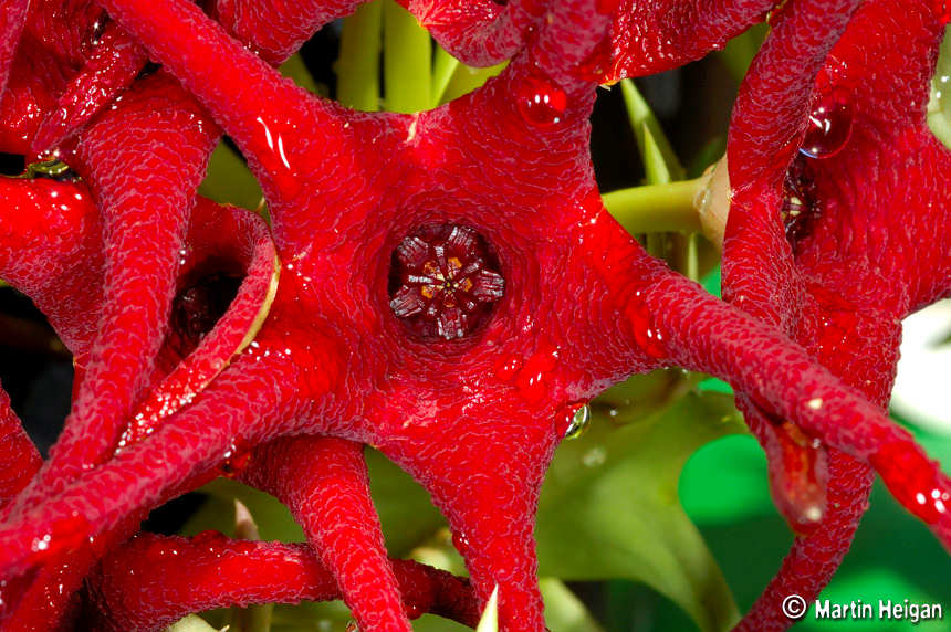Orbea huillensis subsp. huillensis