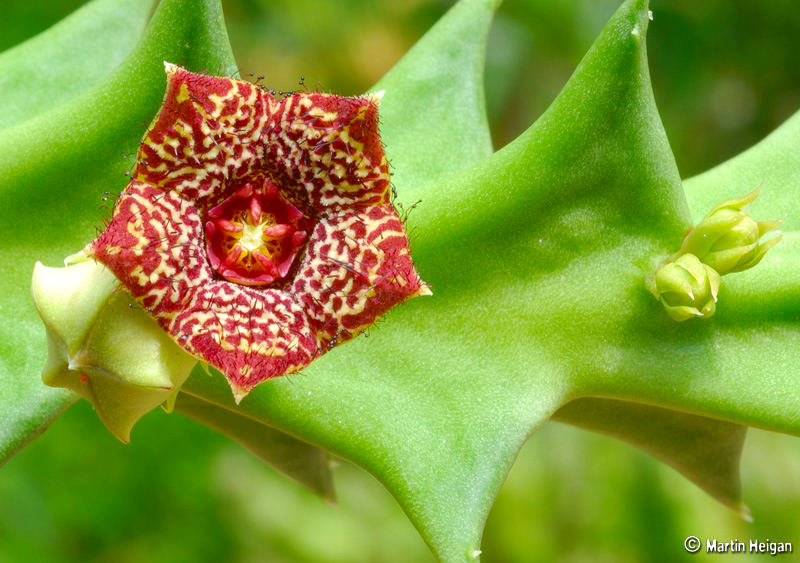 Orbea carnosa subsp. keithii