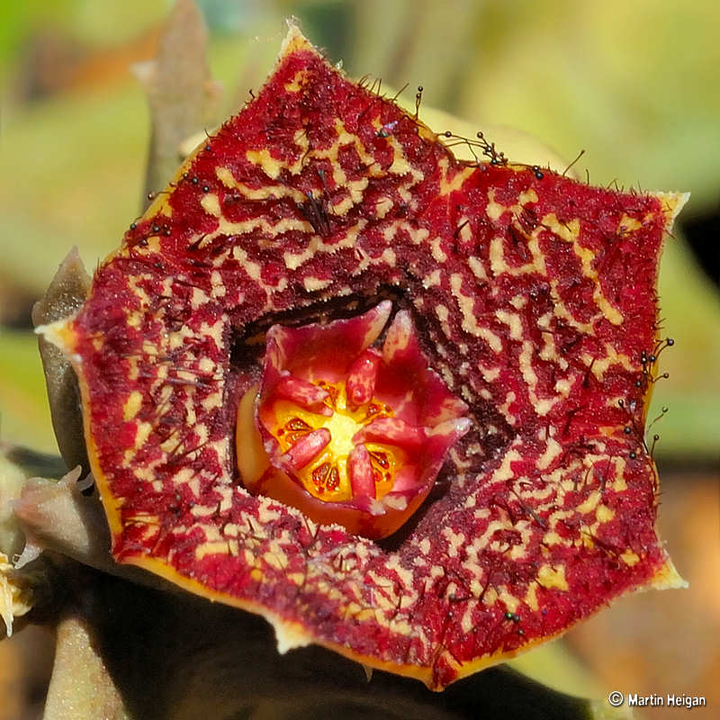 Orbea carnosa subsp. keithii