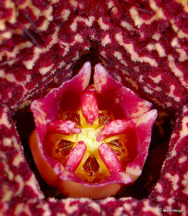 Orbea carnosa subsp. keithii
