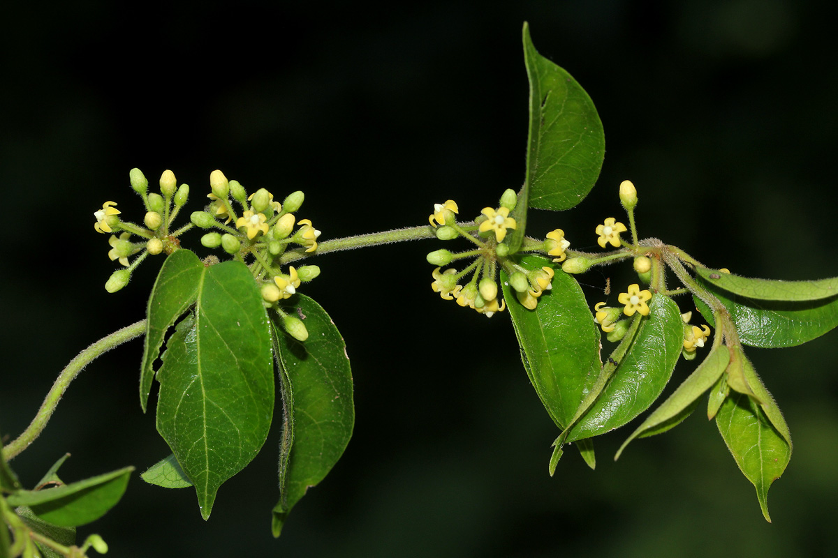 Marsdenia sylvestris