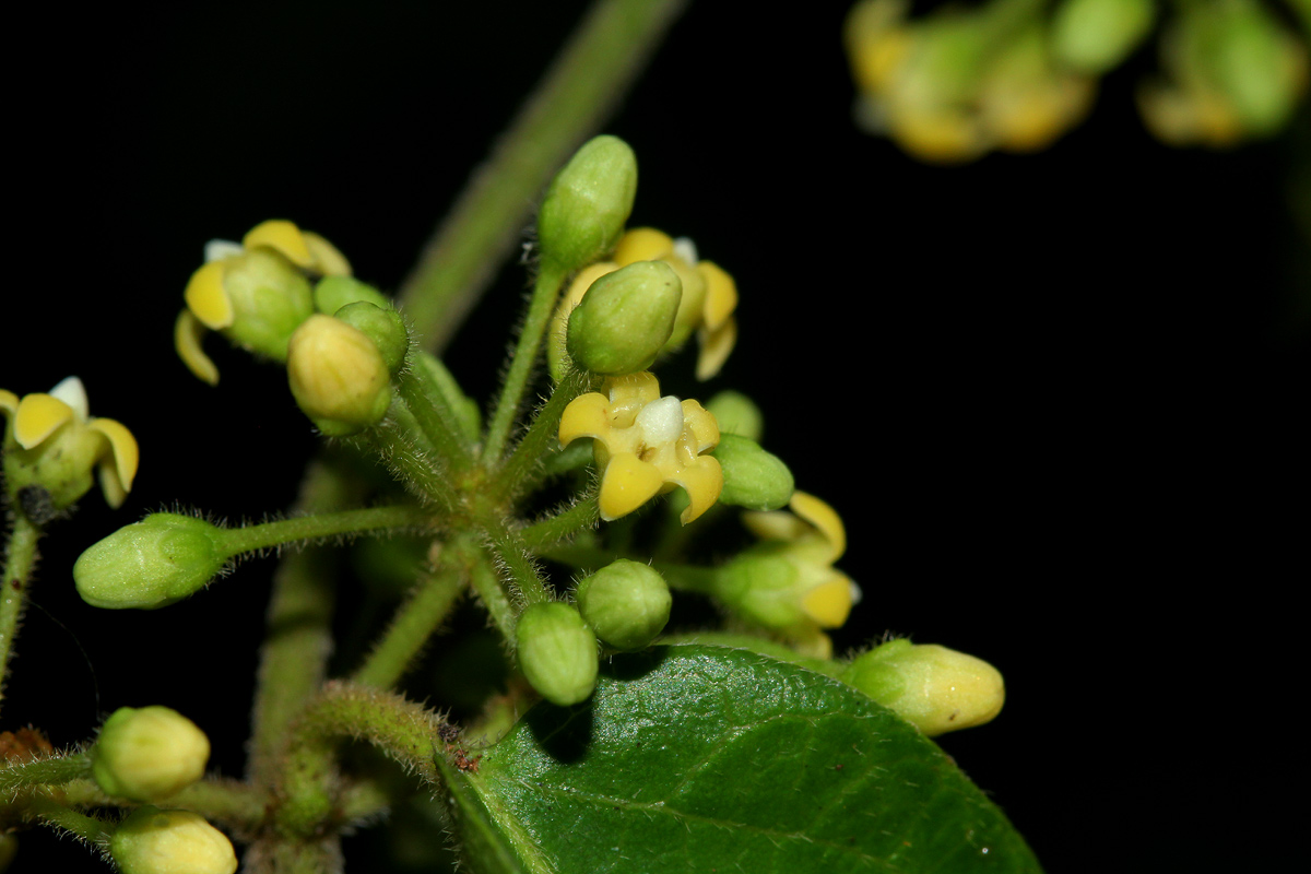 Marsdenia sylvestris