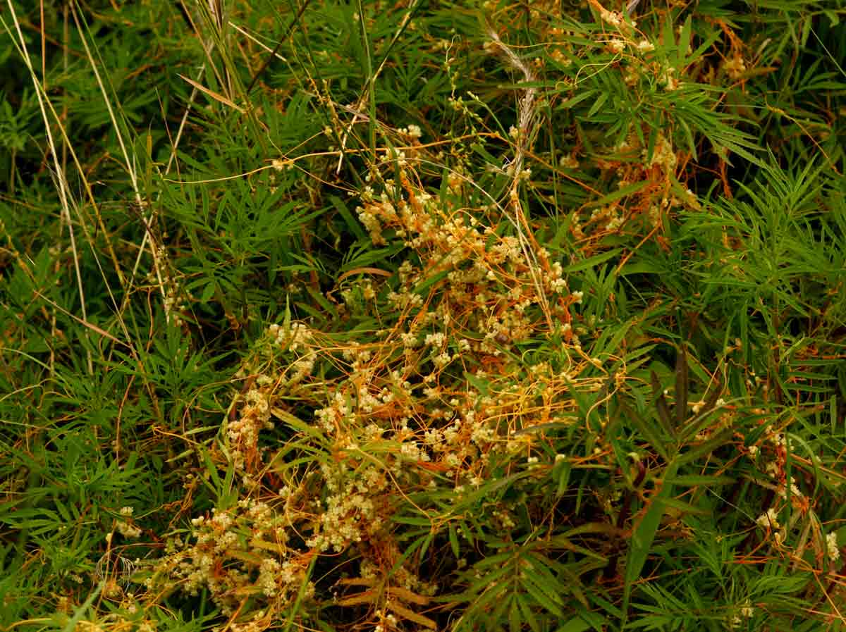 Cuscuta campestris
