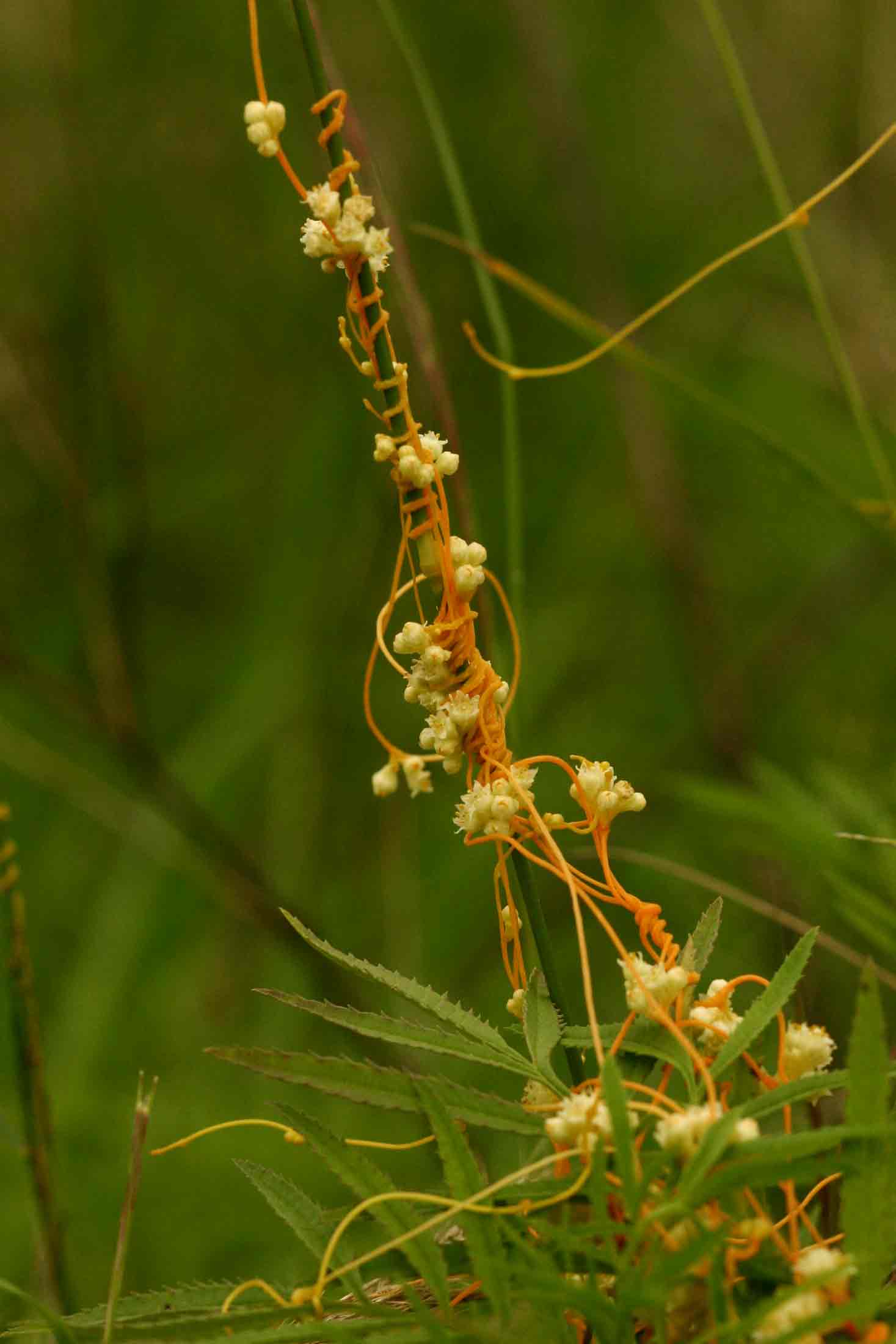 Cuscuta campestris