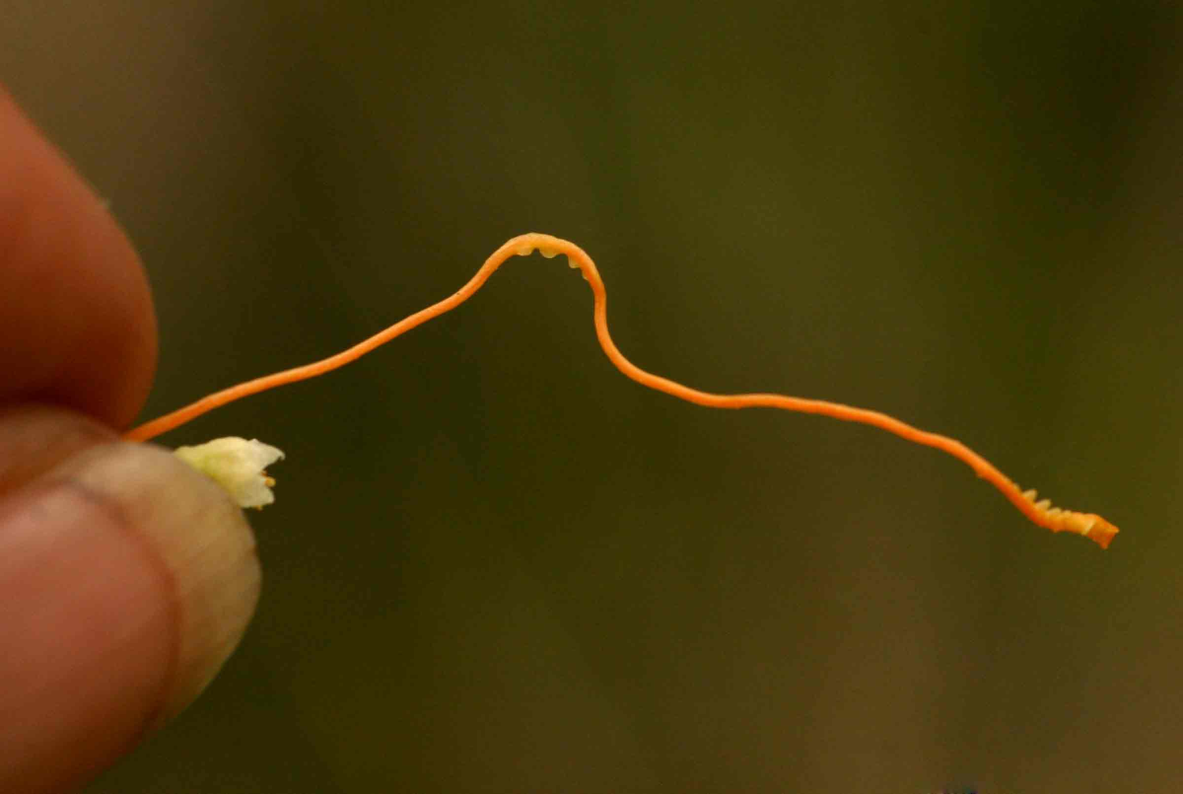 Cuscuta campestris