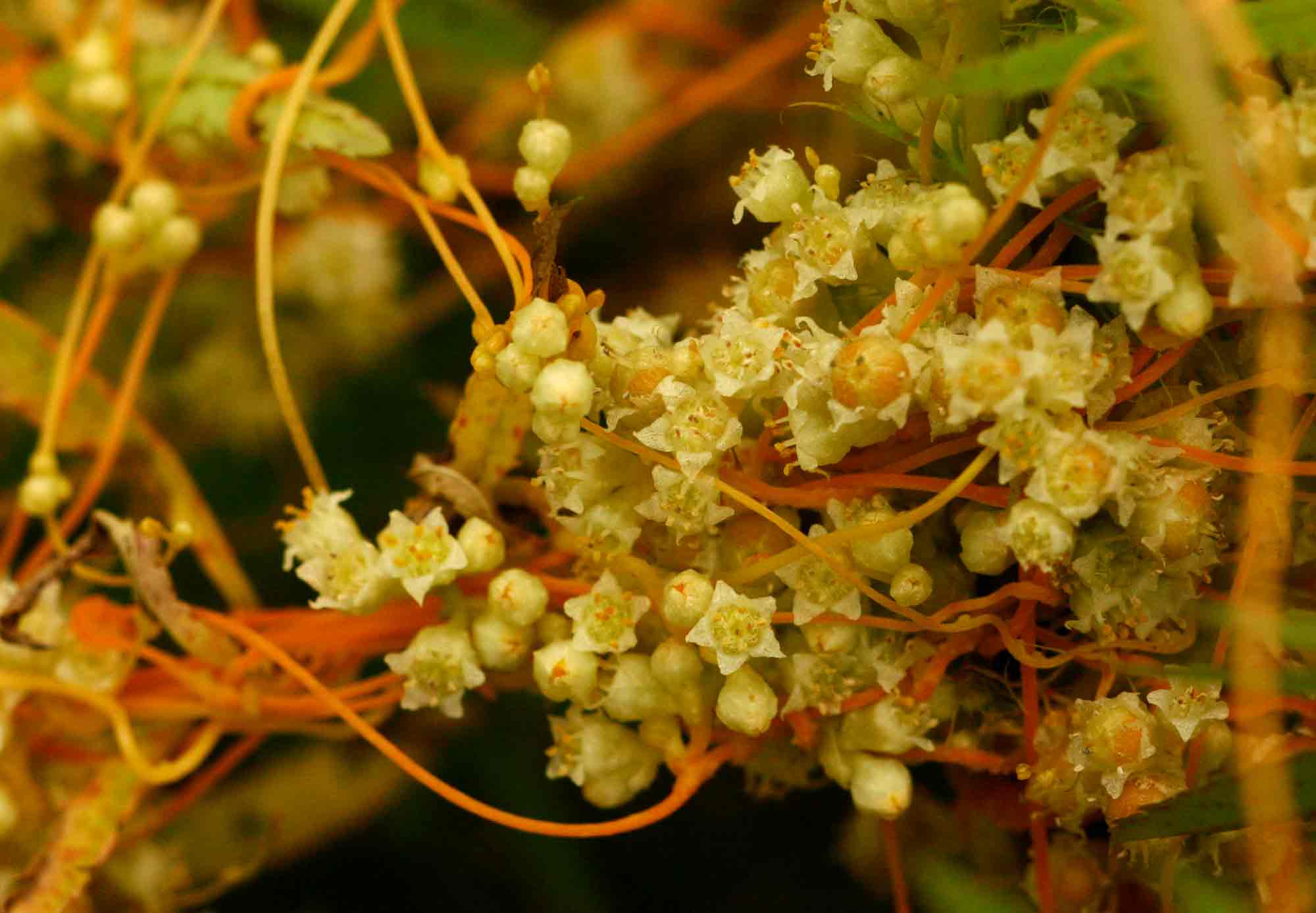 Cuscuta campestris