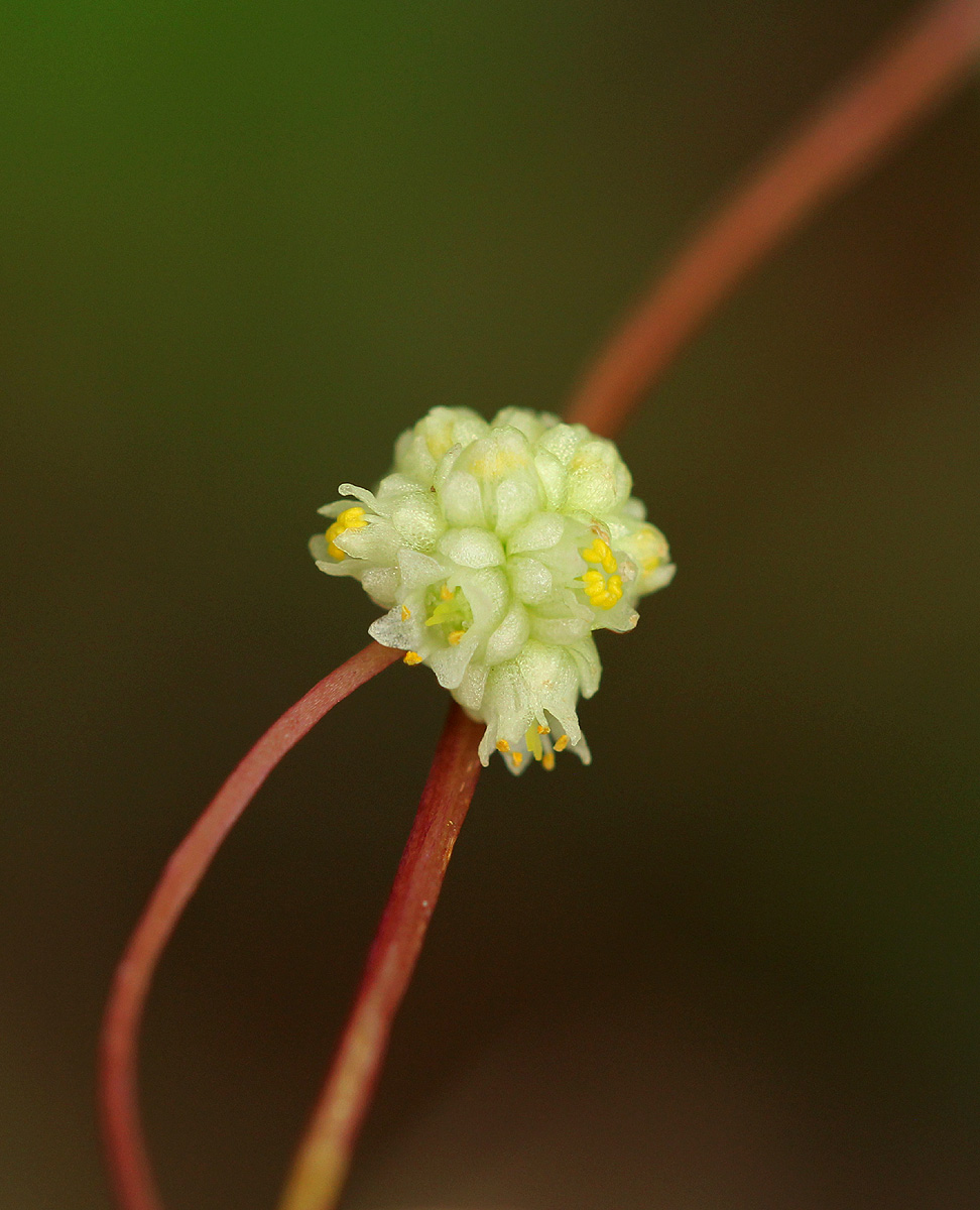Cuscuta campestris