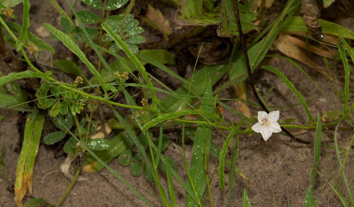 Convolvulus sagittatus var. sagittatus