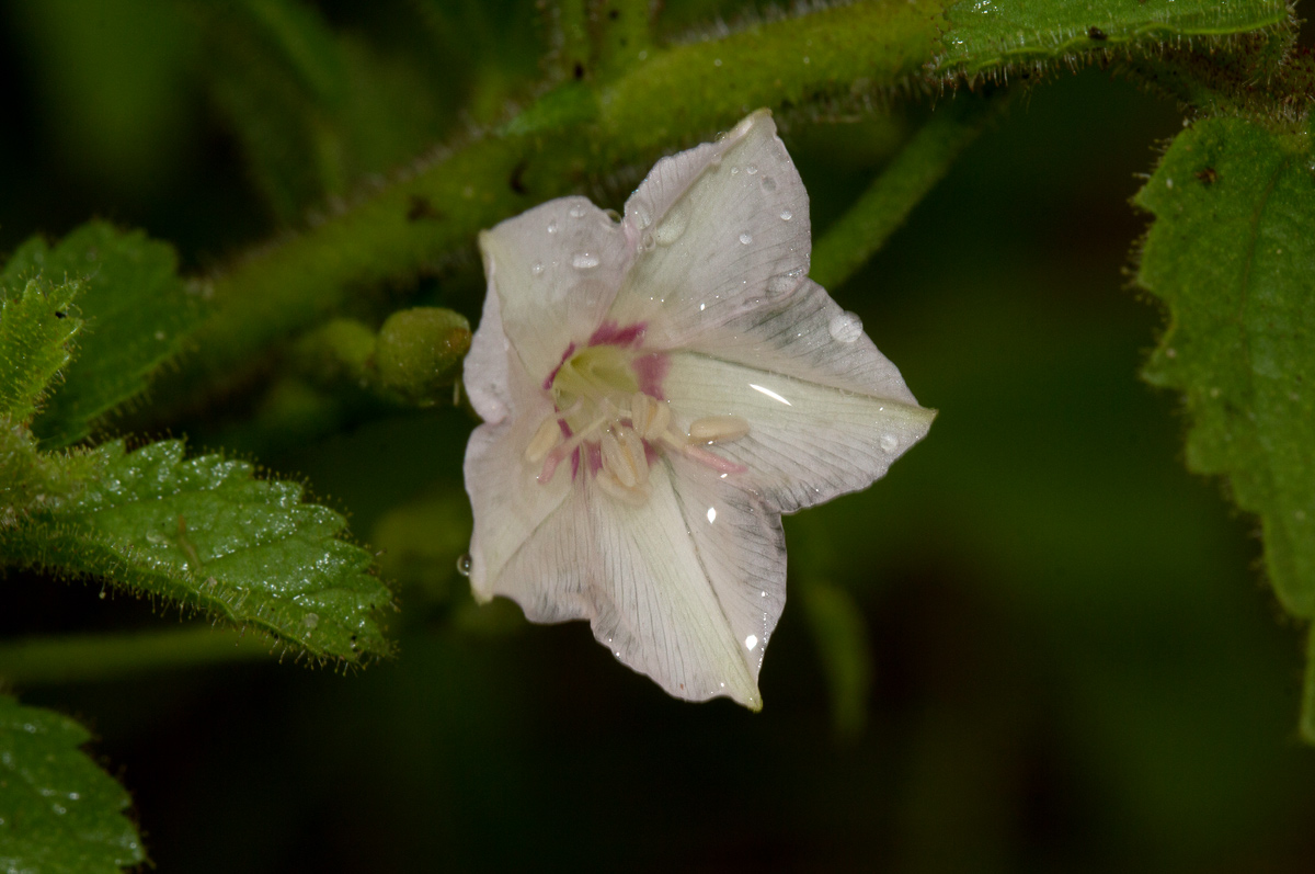 Convolvulus sagittatus var. sagittatus