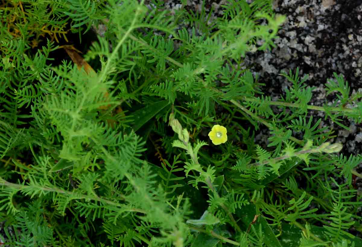 Merremia pinnata