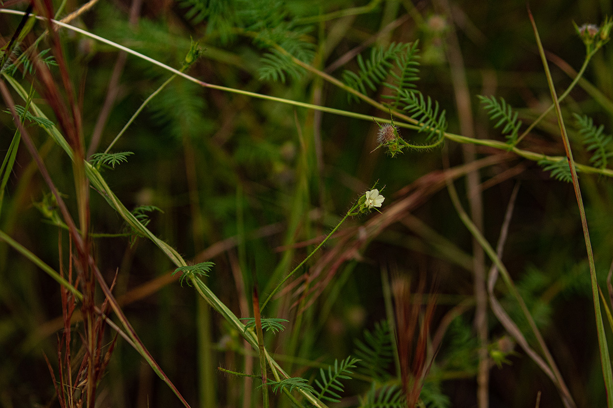 Merremia pinnata